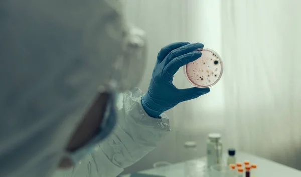 Científico examinando virus en placa de Petri en un laboratorio — Foto de Stock