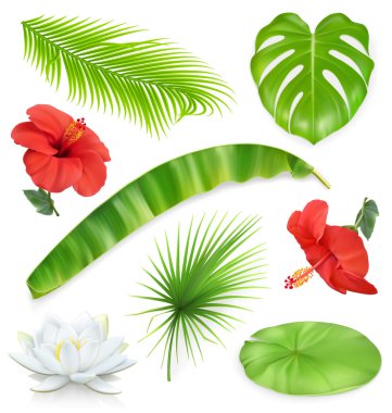 Jungle. Set of leaves and flowers. Tropical plants. 3d vector icons clipart