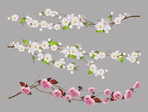 Κλαδί δέντρου, Ανοιξιάτικα λουλούδια — Διανυσματικό Αρχείο