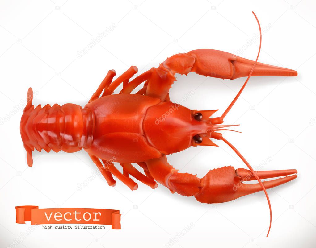 Realistic red crayfish