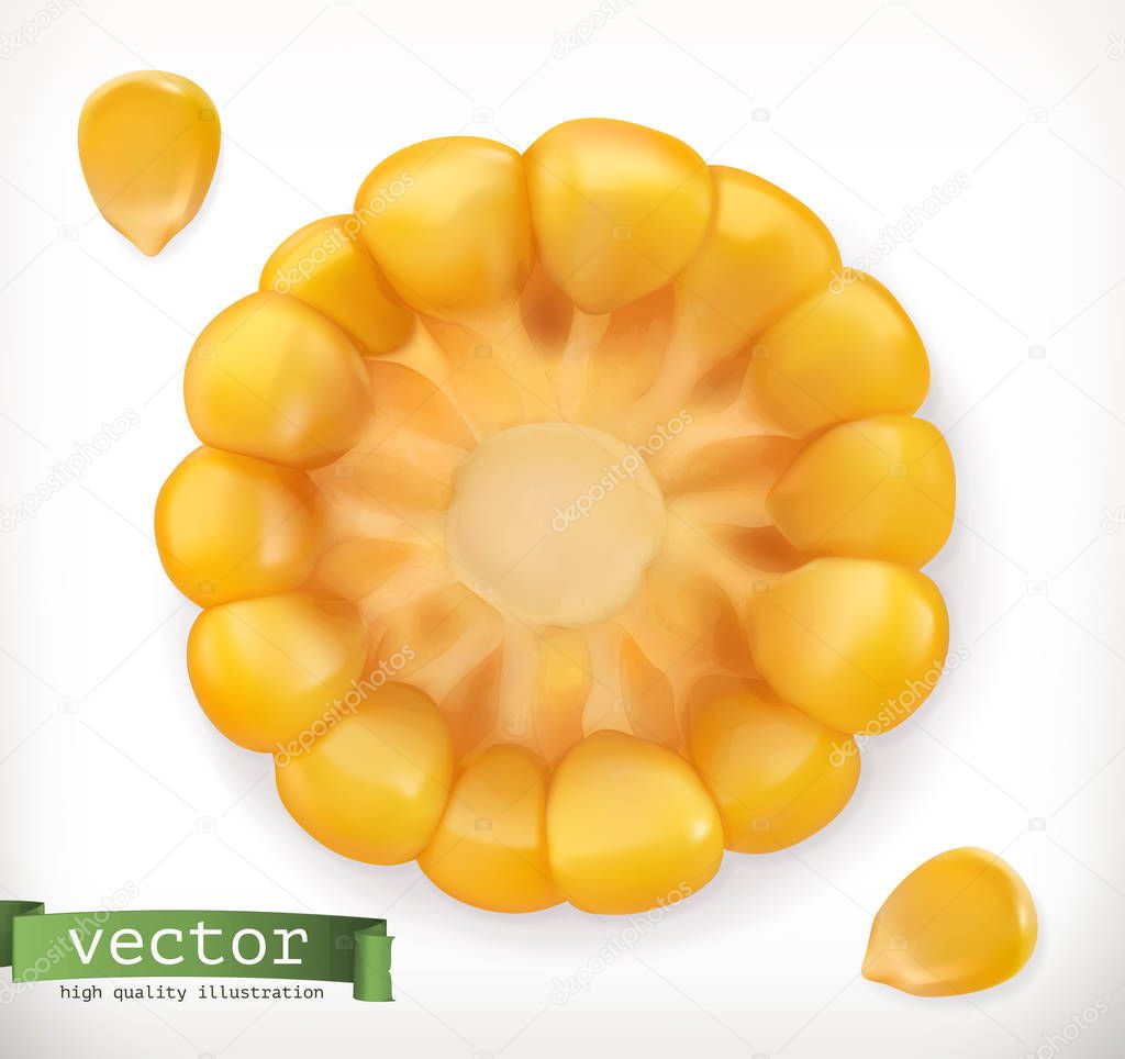 Corn cross section and grain. 3d vector icon