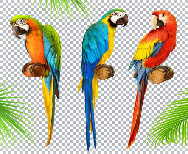 Papagaio Ara. O Macaw. Foto realista 3d vetor ícone definido — Vetor de Stock