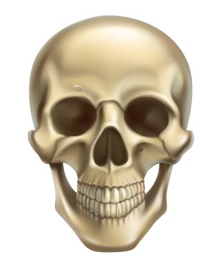 Skull. 3d realistic vector icon clipart