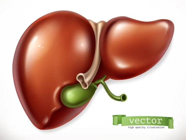 Hígado. Medicina, órganos internos. icono de vector 3d — Archivo Imágenes Vectoriales