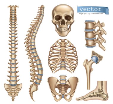 Rib Cage Free Vector Eps Cdr Ai Svg Vector Illustration Graphic Art
