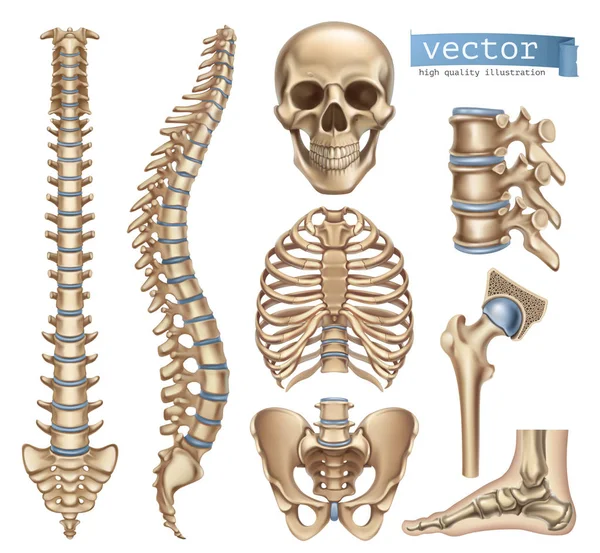 Ludzkiego szkieletu. Czaszki, kręgosłupa, klatki piersiowej, miednicy, stawów. Anatomii i medycynie. 3D wektor zestaw ikon — Wektor stockowy