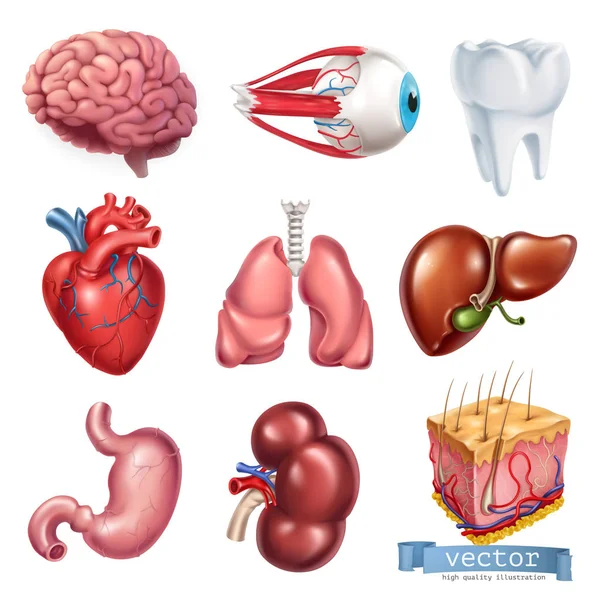 Emberi szív, agy, szem, fogat, tüdő, máj, gyomor, vese, bőr. Gyógyászat, belső szervek. 3D vector icon készlet — Stock Vector