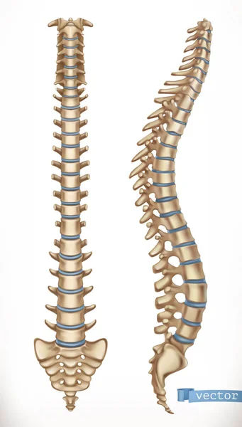 Estrutura da coluna. Vista frontal e lateral. Esqueleto humano, medicina. Ícone vetorial 3d —  Vetores de Stock