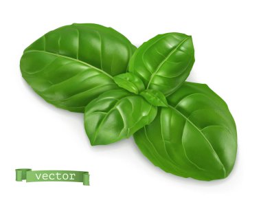 Ocimum, fesleğen pişirme. 3D gerçekçi gıda illüstrasyonu. Vektör nesnesi