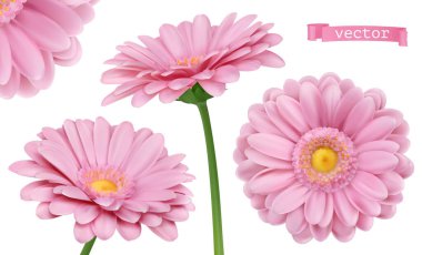 Pembe Dahlia. Papatya çiçekleri 3d vektör gerçekçi küme