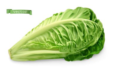 Romaine, çünkü marul. 3D gerçekçi gıda illüstrasyonu. Vektör nesnesi