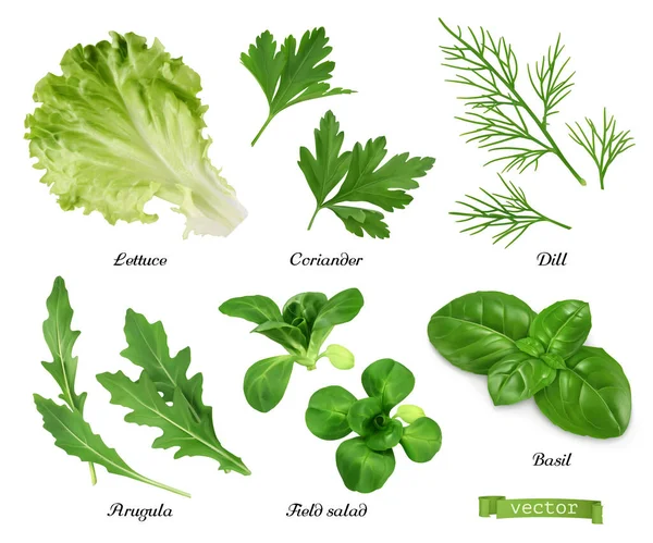 Verde Especias Conjunto Vectores Realistas Lechuga Hojas Cilantro Eneldo Rúcula — Vector de stock