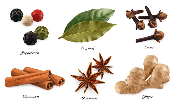 Peppercorn Bay Leaf Dried Cloves Cassia Cinnamon Star Anise Ginger — Stock Vector