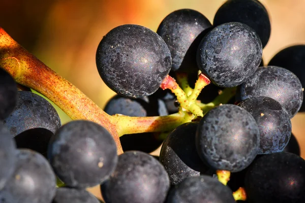 Black grape on vine branch — Stock Photo, Image