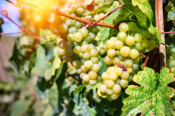 Свежий органический виноград — стоковое фото