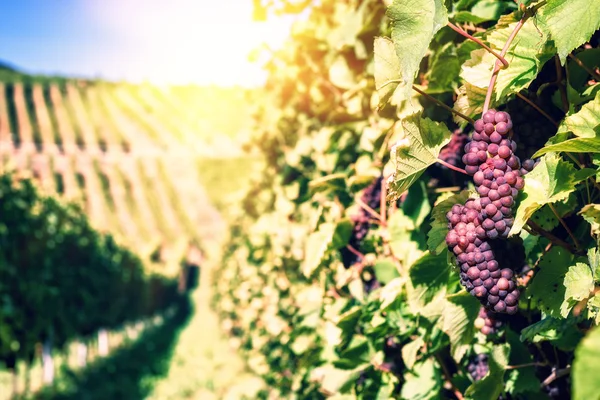 Organic grape on vine branch — Stock Photo, Image