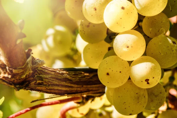 Uvas biológicas frescas — Fotografia de Stock