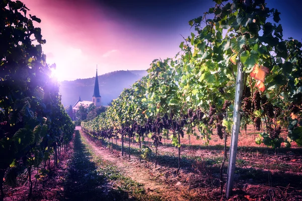Осінні виноградники і міська церква — стокове фото