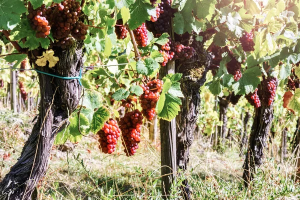 Пейзаж з осінніми виноградниками та органічним виноградом — стокове фото