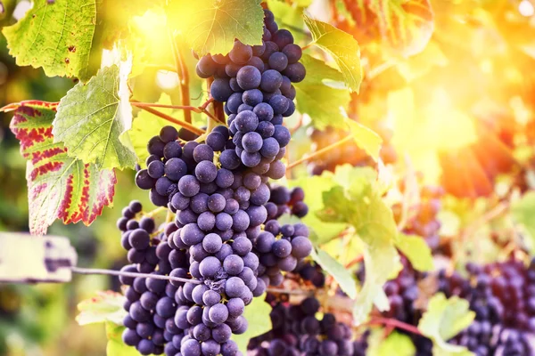 Осінні виноградники та органічний виноград на виноградних гілках — стокове фото
