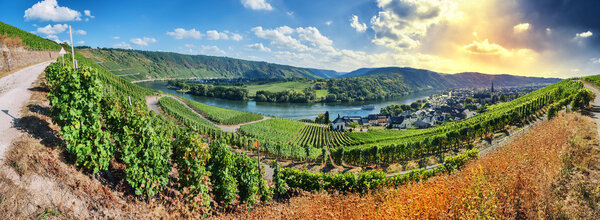 Панорамный пейзаж с осенними виноградниками
