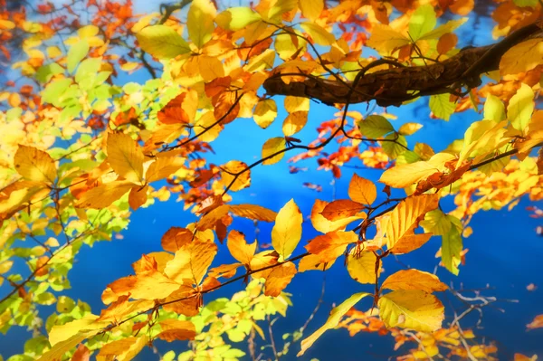 Autumn background with colorful leaves — Stock Photo, Image