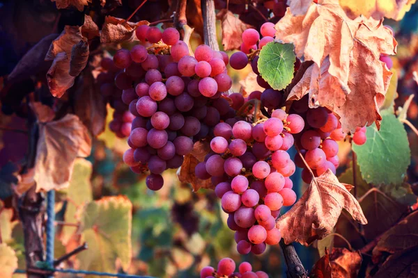 Autumn vineyards and organic grape on vine branches — Stock Photo, Image