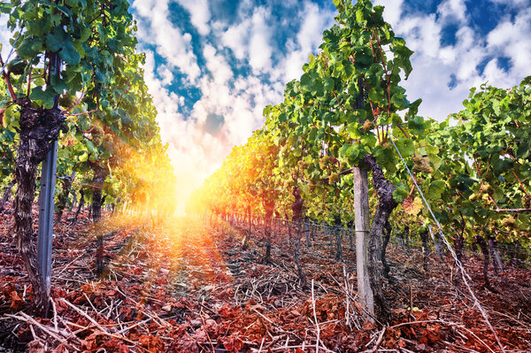 Пейзаж с осенними виноградниками и органическим виноградом
