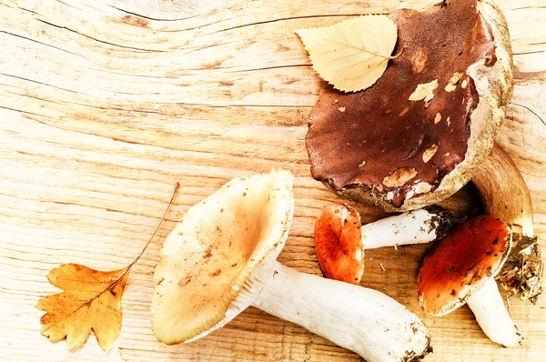 Autumn still life with forest mushrooms — Stock Image Autumn still life with forest mushrooms Stock Photo