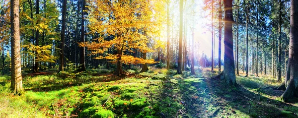 Panoramatické podzimní krajina v slunném lese — Stock fotografie