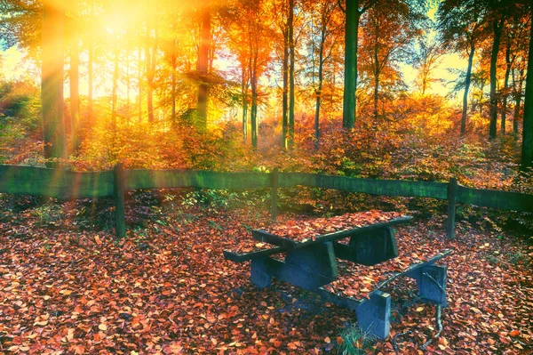 Paisagem florestal de outono — Fotografia de Stock