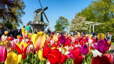 çok renkli Lale ve Hollanda Yeldeğirmeni manzara