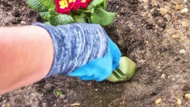 Kırmızı primula toprakta dikim