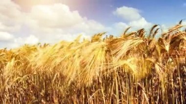 güneşli sonbahar günü sahasında buğday