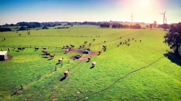 Campo de verano con vacas de pastoreo — Vídeos de Stock