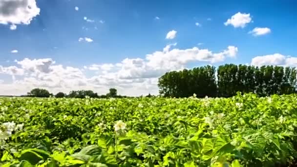 Gebied van de landbouw met groene aardappel spruiten — Stockvideo