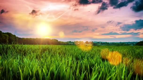 Krásný západ slunce nad pšeničné pole — Stock video