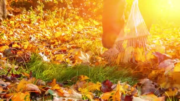 Gärtner harkt trockenes Laub im Herbstgarten — Stockvideo