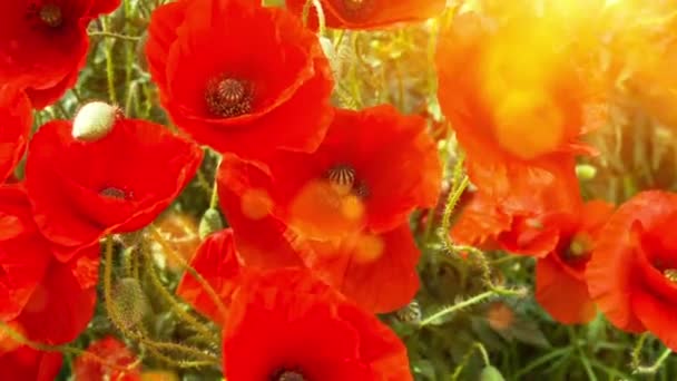 Blooming poppies in sunny summer day — Stock Video