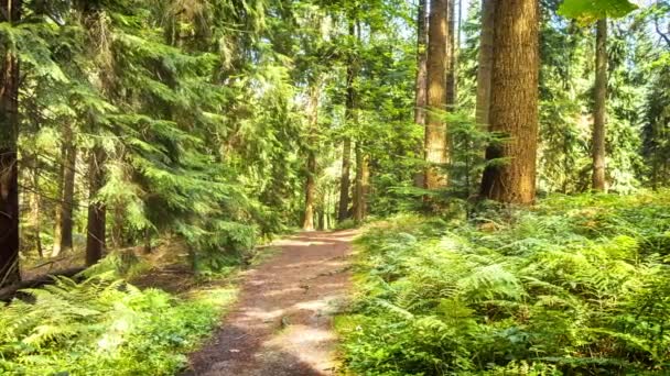 Bosque de verano con sendero estrecho — Vídeos de Stock