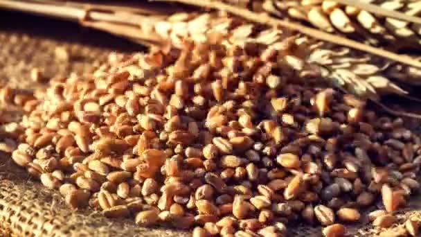 Падение зерна пшеницы — стоковое видео