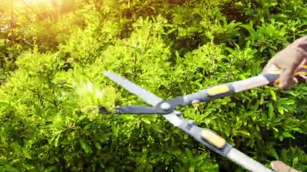 Tuinman trimmen groene hedge takken — Stockvideo