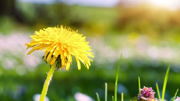 Spring background with yellow dandelion — Stock Video