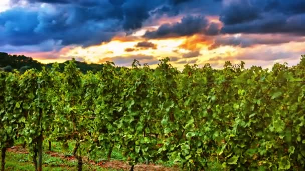 Landschap met najaar wijngaarden en organische druif — Stockvideo