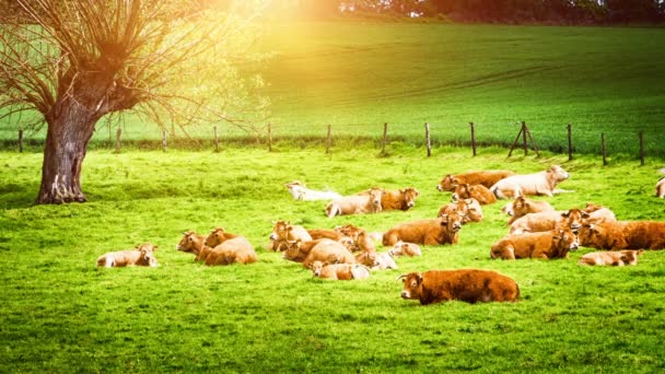 Зеленое поле с выпасом коров — стоковое видео