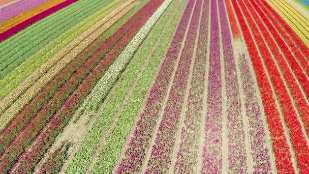 Campo de tulipanes multicolor — Vídeos de Stock