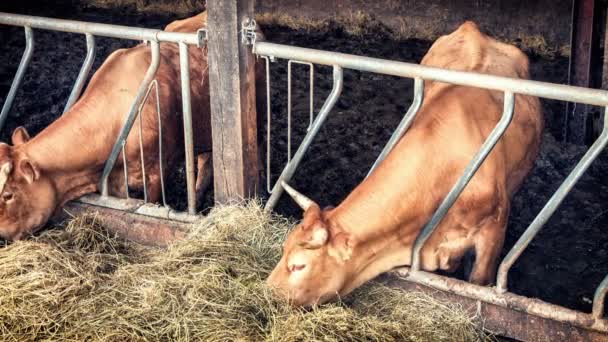 Vacas comendo feno no estábulo — Vídeo de Stock