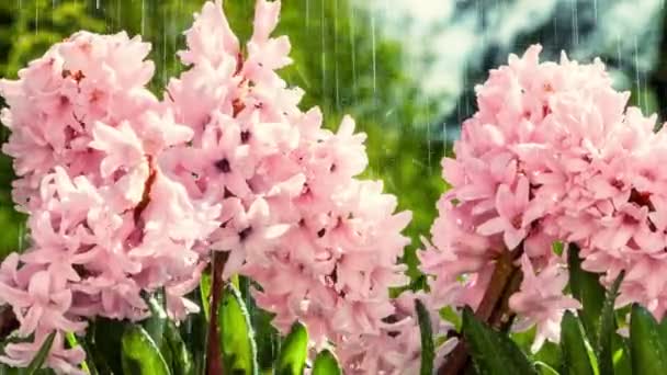 Blooming pink hyacinths at rainy summer weather — Stock Video