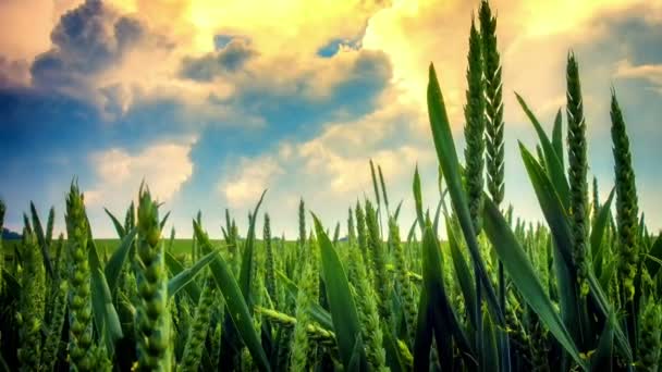 Hermoso atardecer sobre campo de trigo verano — Vídeos de Stock