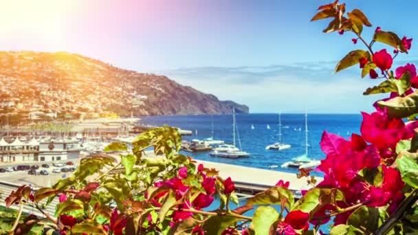 View of Funchal port through the blooming flowers — Stock Video